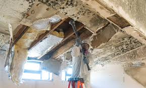 Why You Should Choose Our Mold Remediation Services in Adamsville, TN